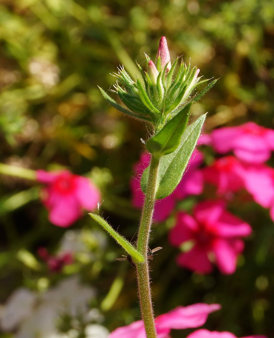 Image of Phlox drummondii specimen.