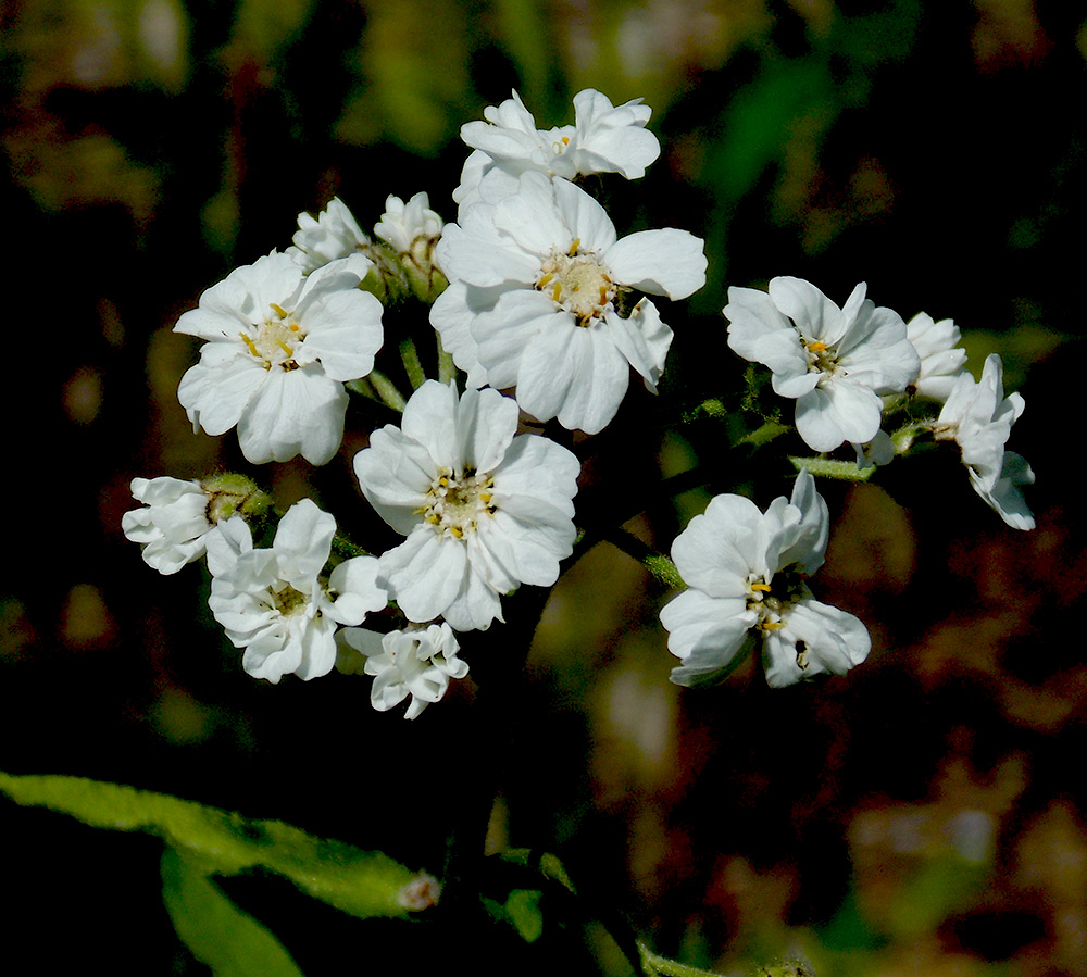 Изображение особи Achillea biserrata.