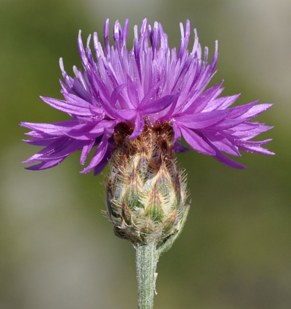 Изображение особи род Centaurea.