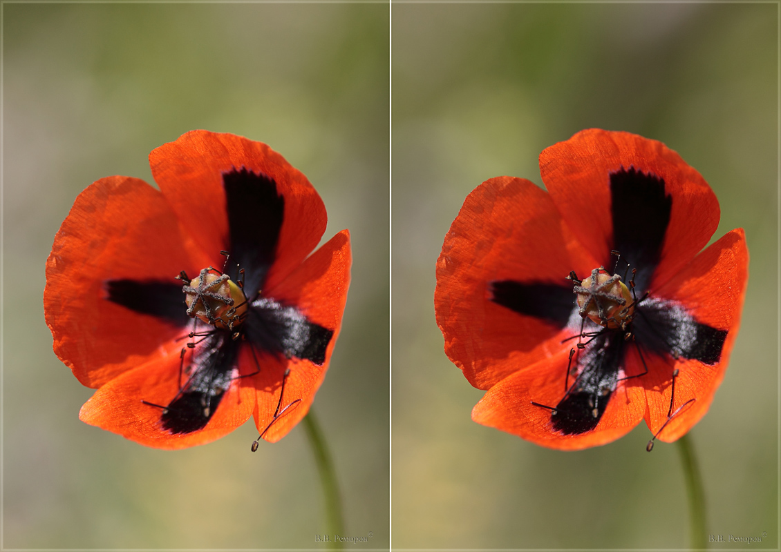 Image of Papaver stevenianum specimen.