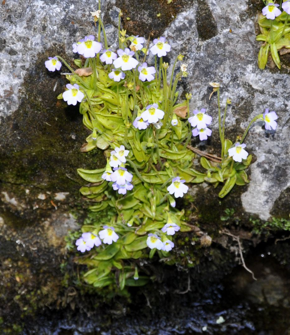 Image of Pinguicula hirtiflora specimen.