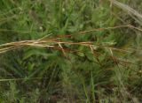 род Stipa. Часть соплодия. Украина, Запорожская обл., Розовский р-н, буферная зона заповедника Каменные могилы, степь. 08.06.2016.