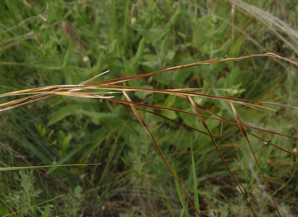 Изображение особи род Stipa.