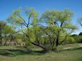 Salix euxina