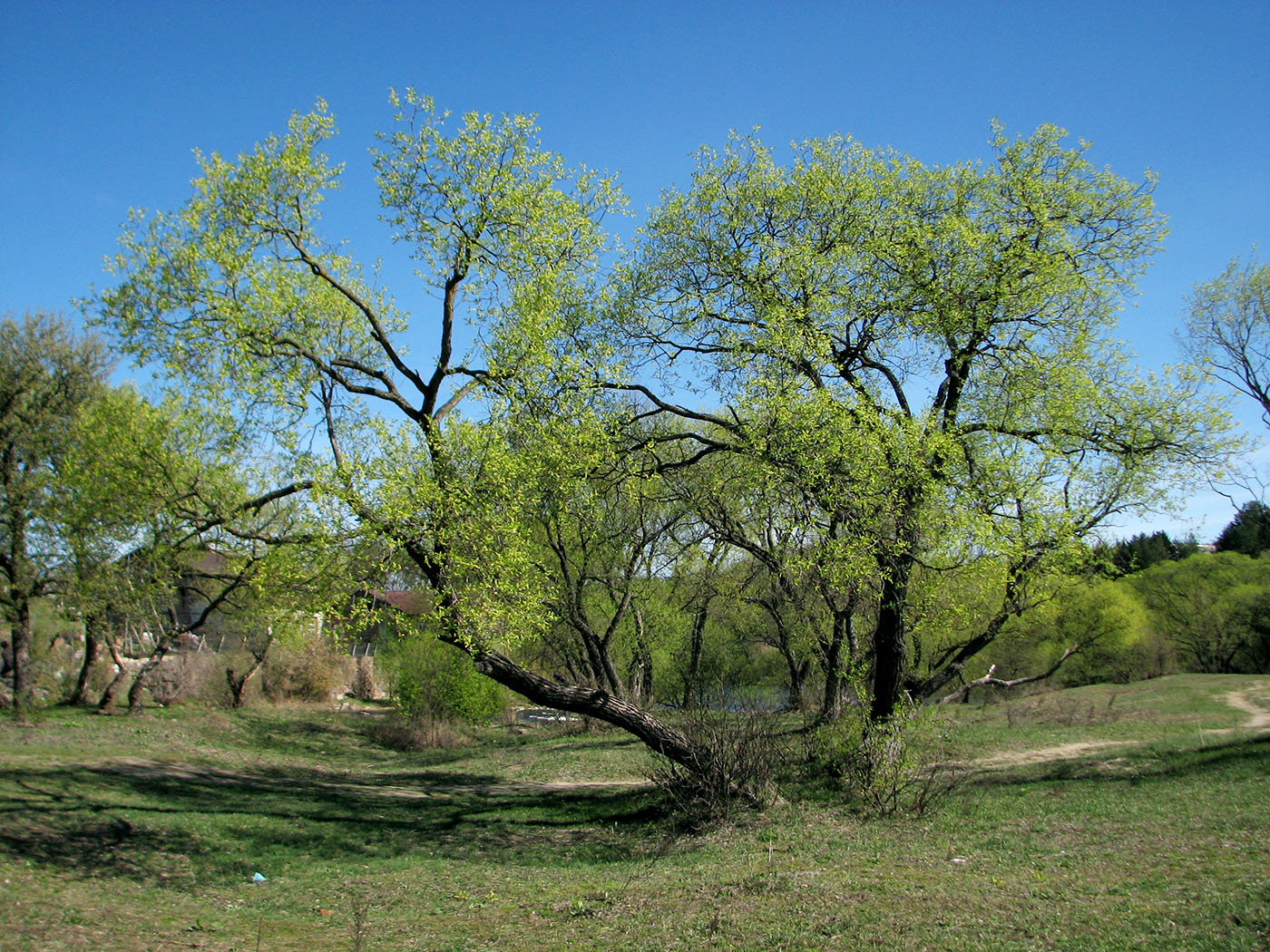 Image of Salix euxina specimen.