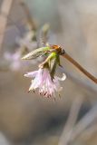 Lonicera praeflorens