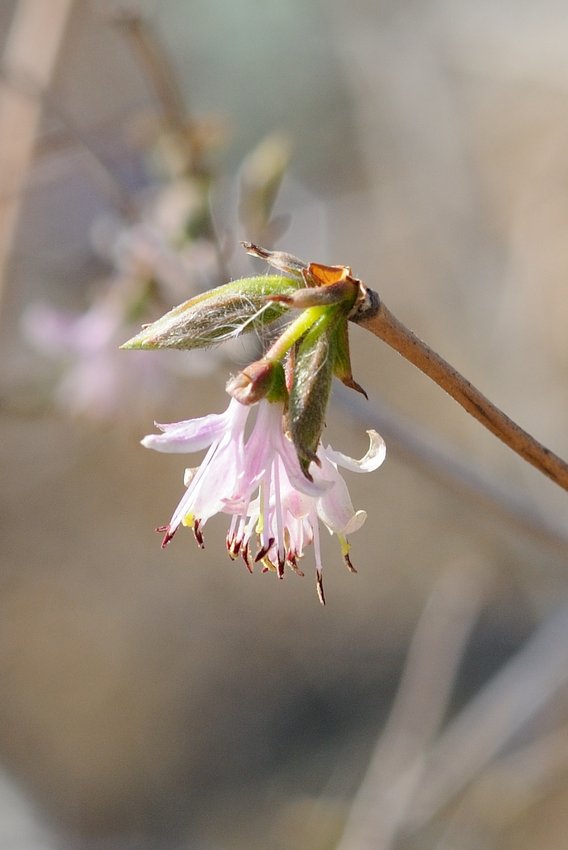 Image of Lonicera praeflorens specimen.