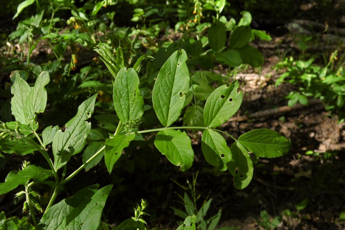 Изображение особи Lathyrus aureus.