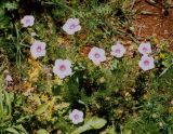 Linum pubescens