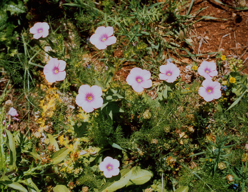 Изображение особи Linum pubescens.