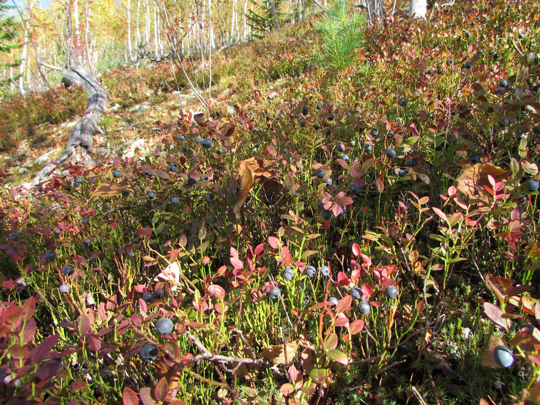 Image of Vaccinium myrtillus specimen.