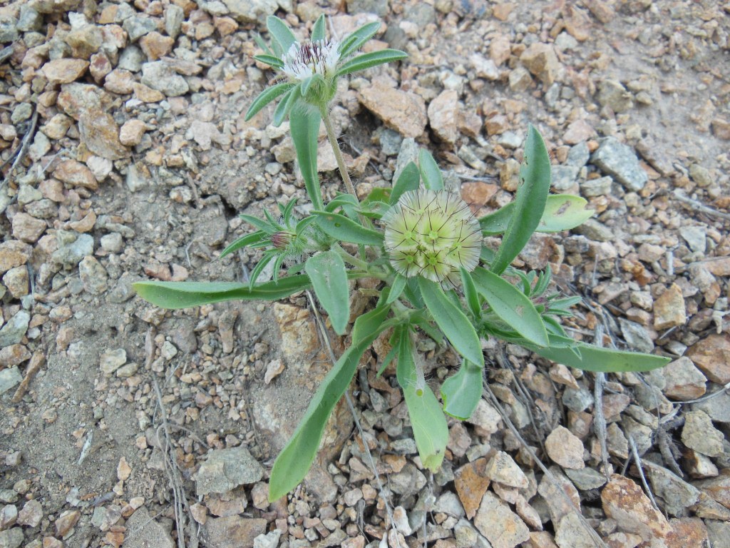 Изображение особи Lomelosia rotata.