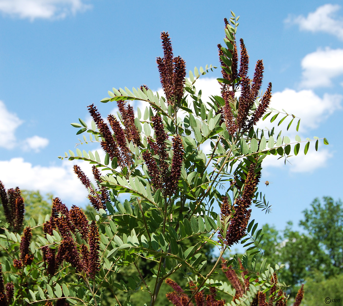 Изображение особи Amorpha fruticosa.