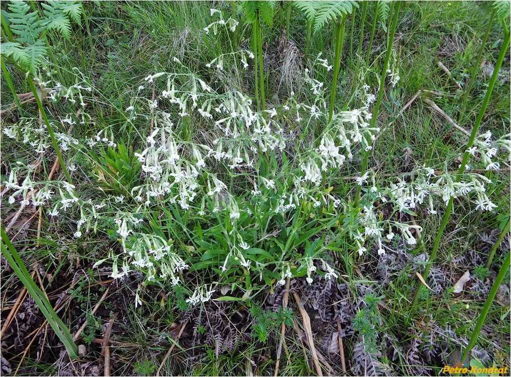 Image of Silene nutans specimen.