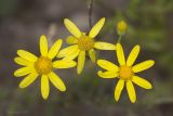 Senecio vernalis