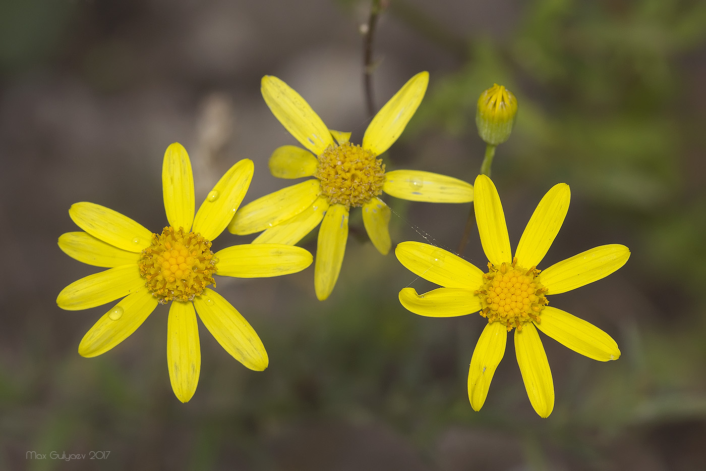 Изображение особи Senecio vernalis.