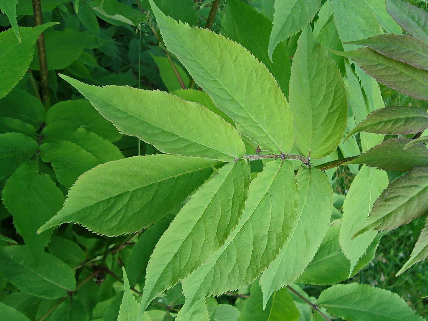 Image of Sambucus racemosa specimen.