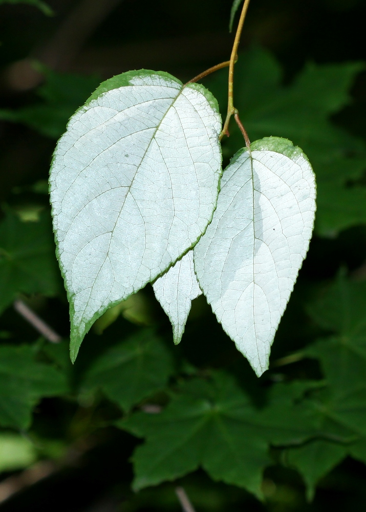 Image of Actinidia polygama specimen.