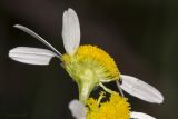 Tripleurospermum inodorum