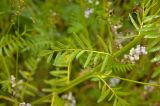 Astragalus sulcatus