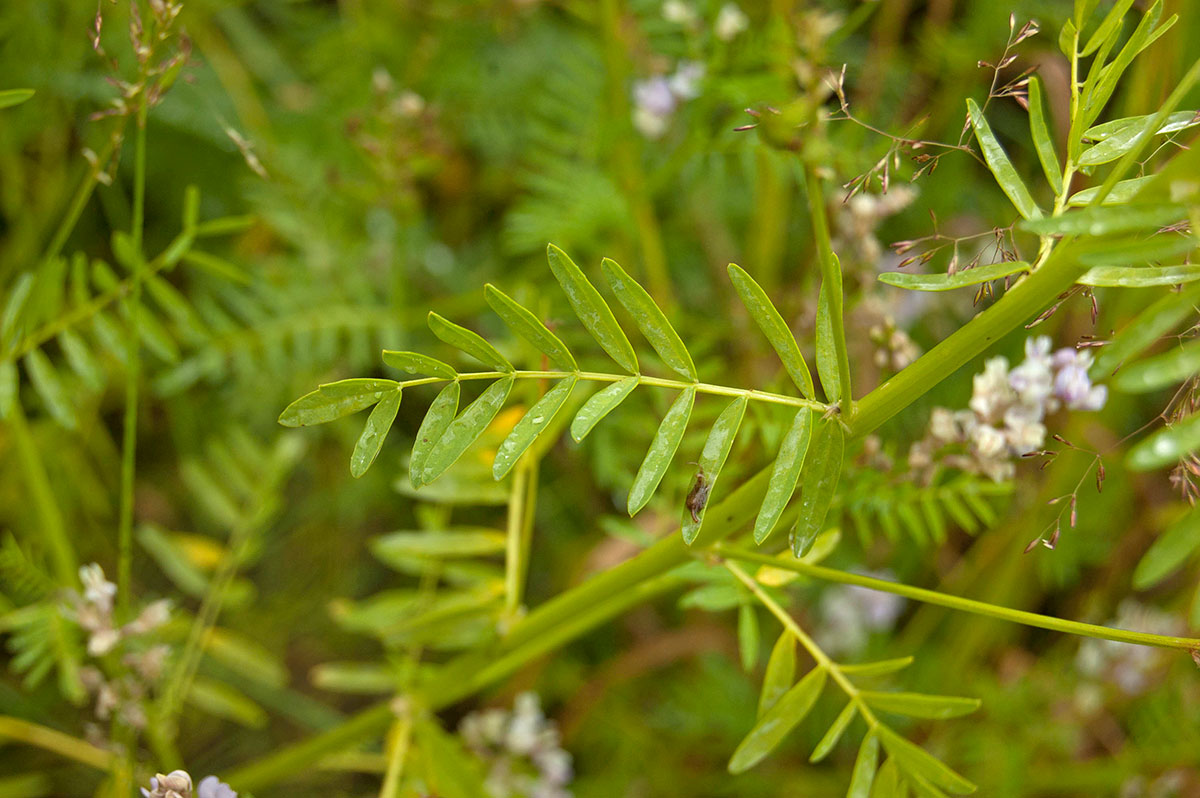 Image of Astragalus sulcatus specimen.