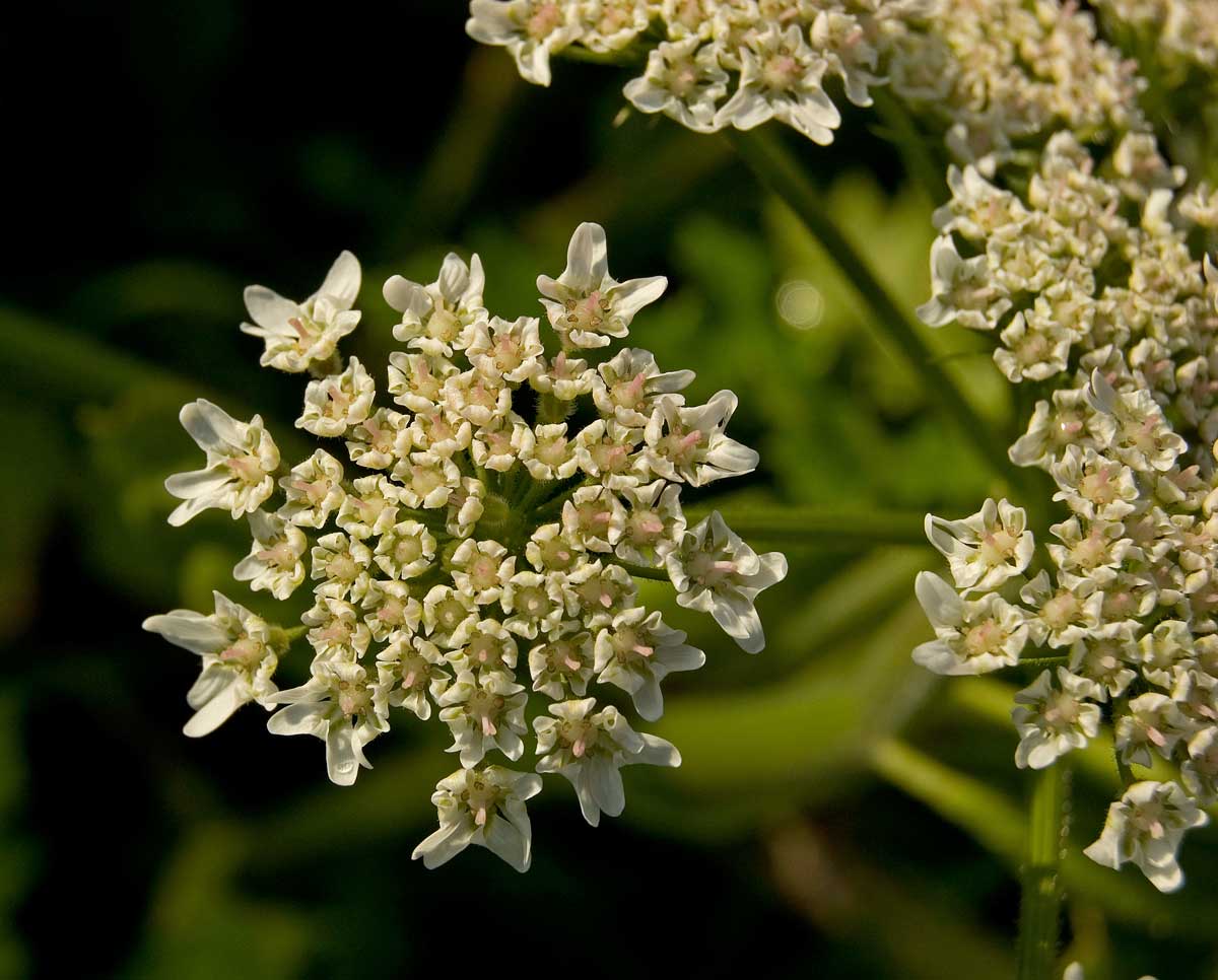 Image of Heracleum sosnowskyi specimen.