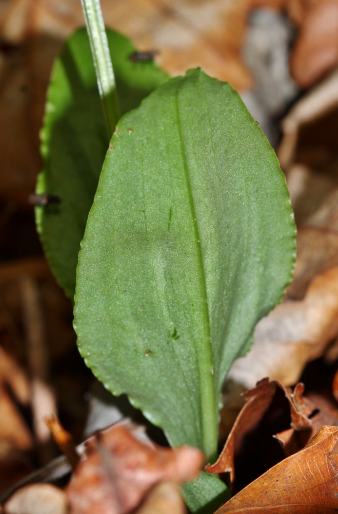 Image of Liparis krameri specimen.