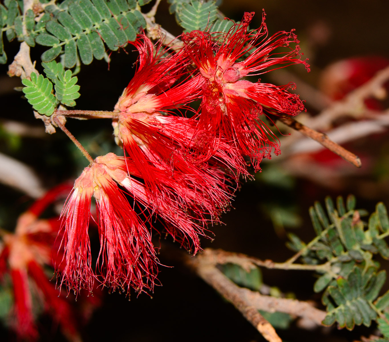 Image of Calliandra californica specimen.
