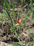 Lathyrus sphaericus. Цветущее растение. Южный Берег Крыма, каменистая поляна над бухтой Ласпи. 26 апреля 2010 г.