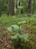 Cypripedium calceolus. Отцветшее растение с завязавшимися плодами. Московская обл., Талдомский р-н, близ пгт Запрудня. 06.07.2017.