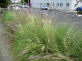 Pennisetum setaceum