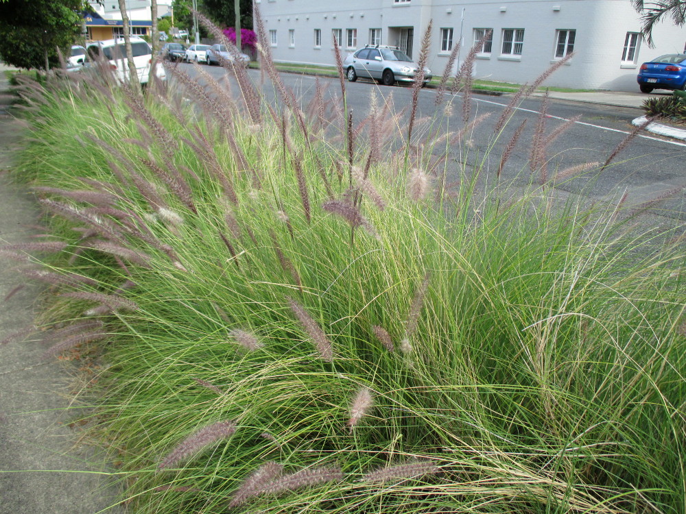Image of Pennisetum setaceum specimen.
