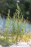 Chenopodium album. Цветущее растение на песчаном пляже. Ленинградская обл., Кингисеппский р-н, окр. дер. Урмизно, берег Финского залива. 19.08.2017.