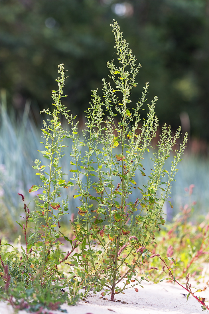 Изображение особи Chenopodium album.