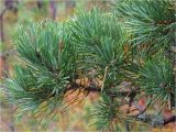 Pinus sylvestris. Ветвь. Украина, Ивано-Франковская обл., Долинский р-н, Старомизунский сельсовет, окр. с. Новый Мизунь, болото Ширковец, низкорослые насаждения на сфагновом болоте. 25.09.2017.