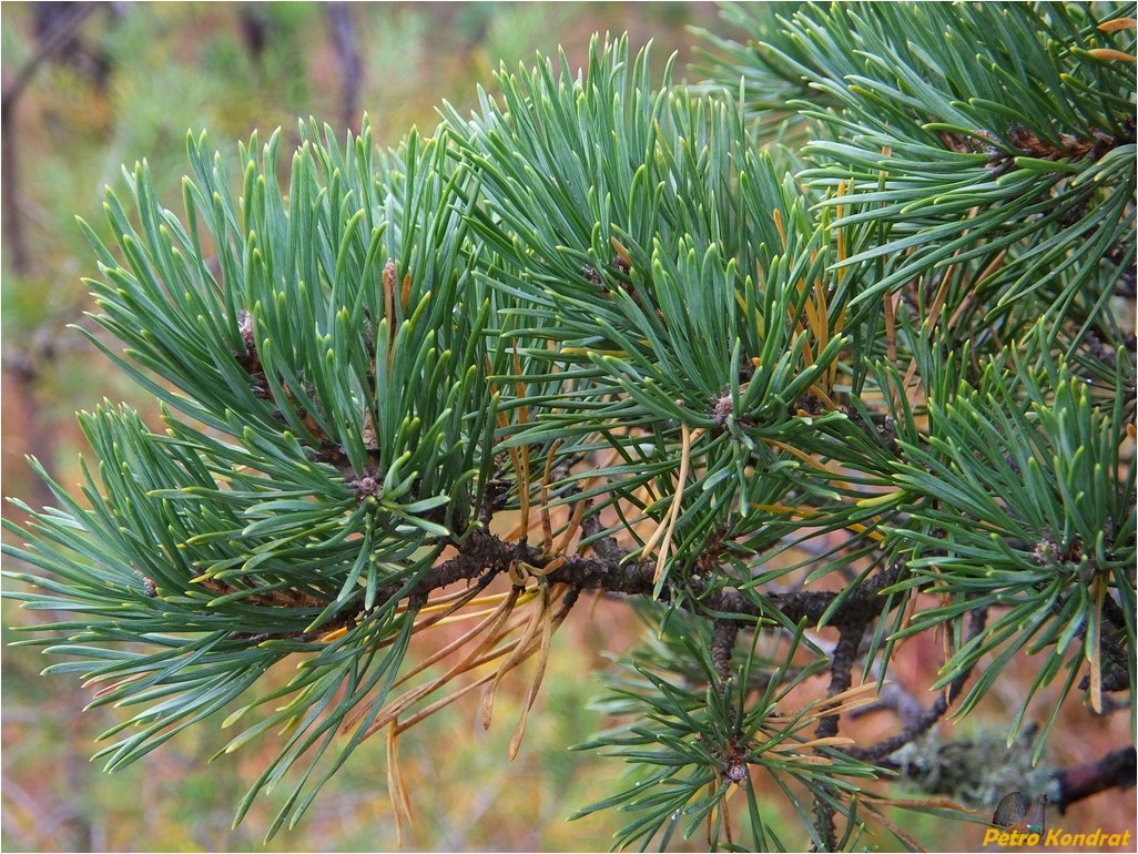 Изображение особи Pinus sylvestris.