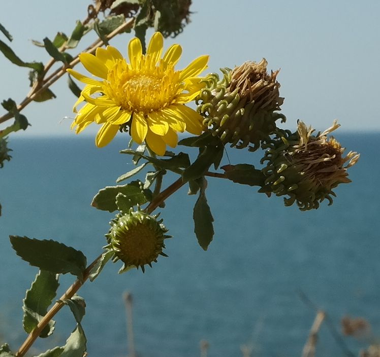 Изображение особи Grindelia squarrosa.