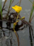 Utricularia intermedia. Цветок. Магаданская обл., Ольский р-н, окр. оз. Глухое, мочажина на болоте. 01.08.2017.