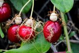 Passiflora foetida. Зрелые плоды. Израиль, г. Бат-Ям, на спуске к морю. 24.10.2017.