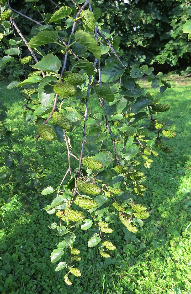 Image of Betula lenta specimen.