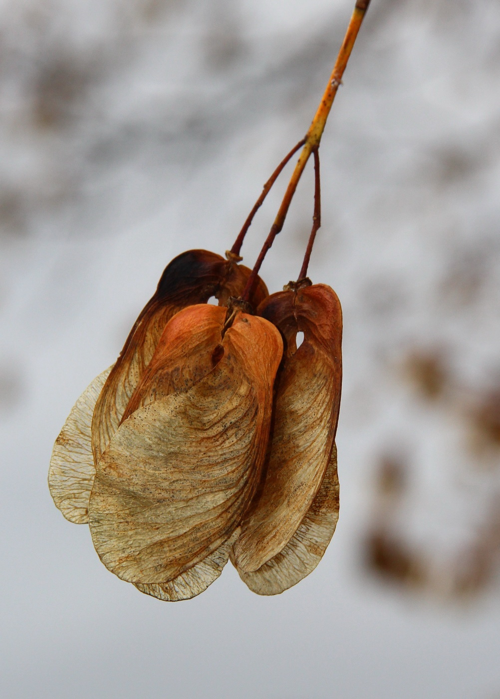 Image of Acer trautvetteri specimen.