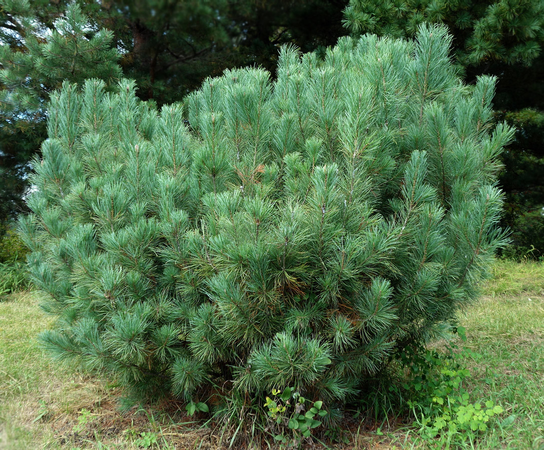 Image of Pinus pumila specimen.