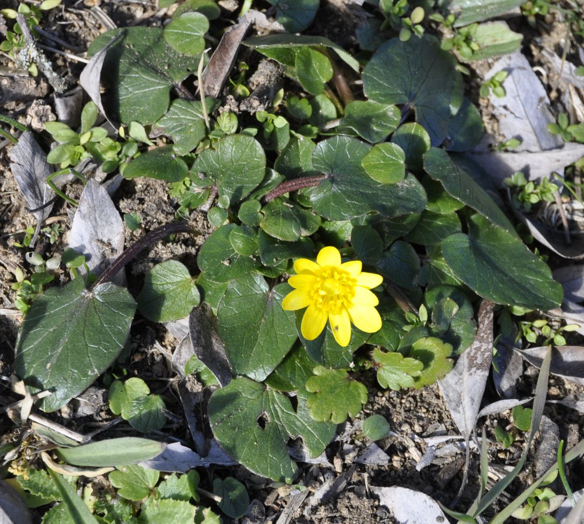 Image of Ficaria verna specimen.