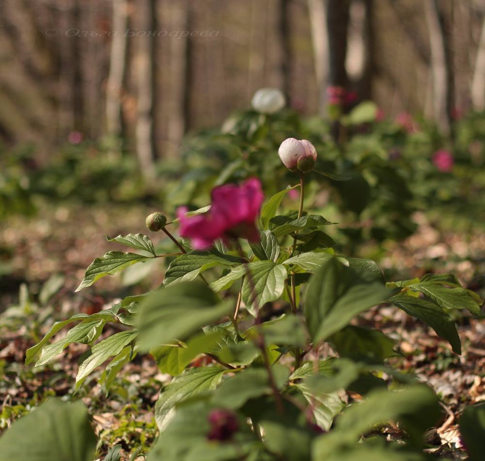 Image of Paeonia &times; litvinskajae specimen.