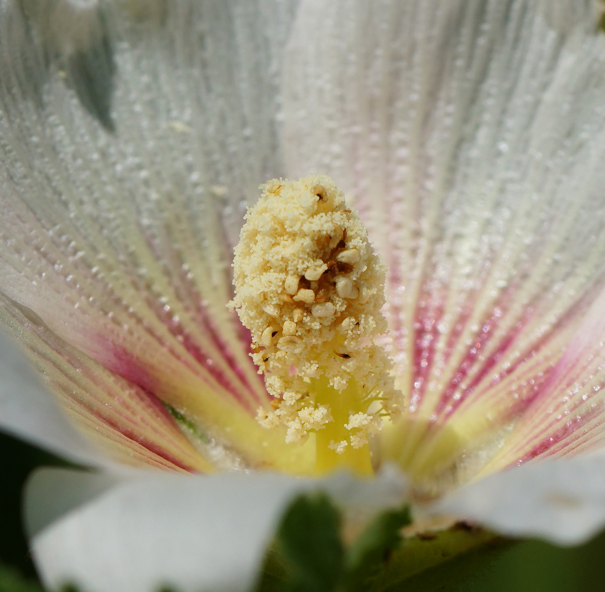 Image of Alcea rosea specimen.