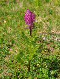 Pedicularis panjutinii. Цветущее растение. Абхазия, Рицинский реликтовый национальный парк, гора Агура, урочище Каменная Поляна, ≈ 2400 м н.у.м., субальпийский луг. 14.07.2017.