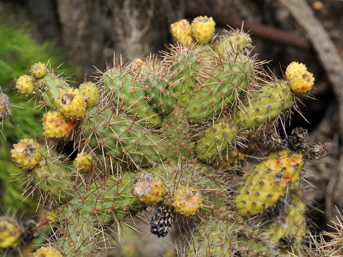 Изображение особи Cylindropuntia prolifera.