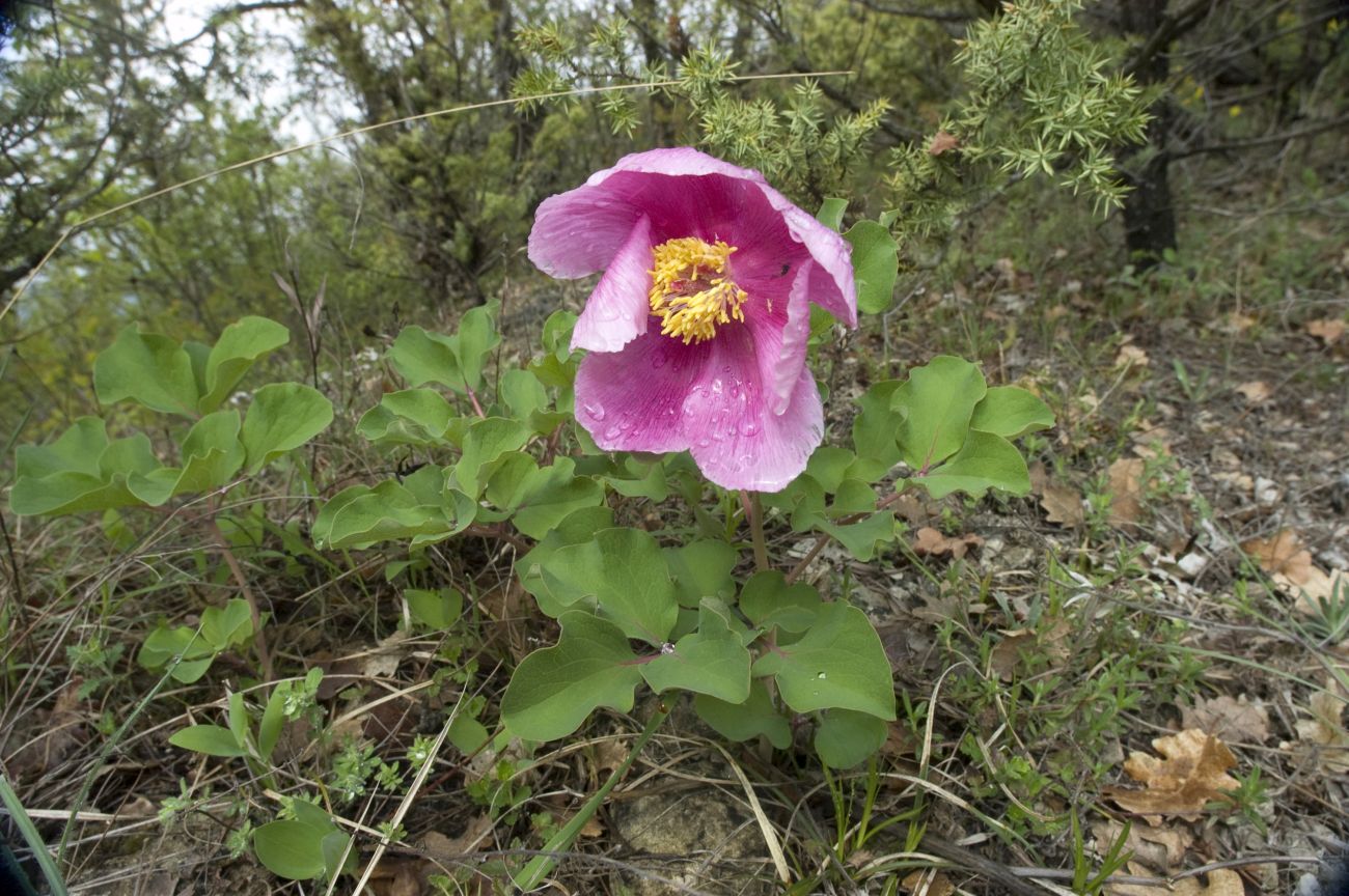 Image of Paeonia daurica specimen.