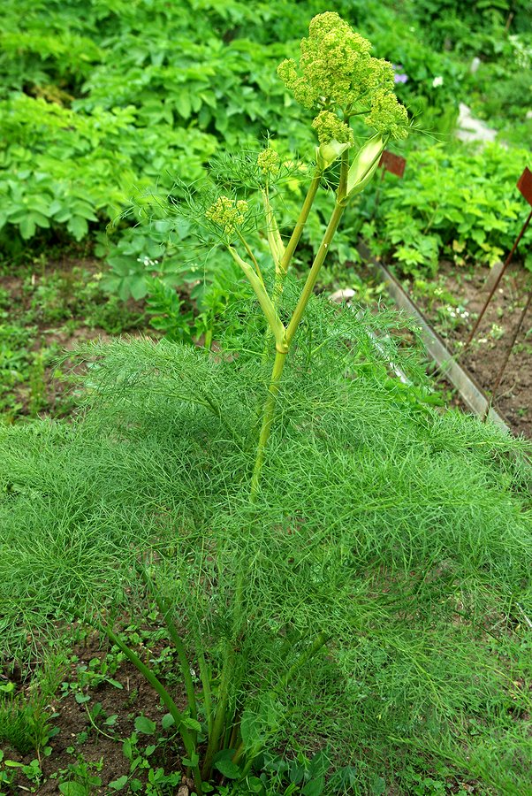 Image of Ferula songarica specimen.