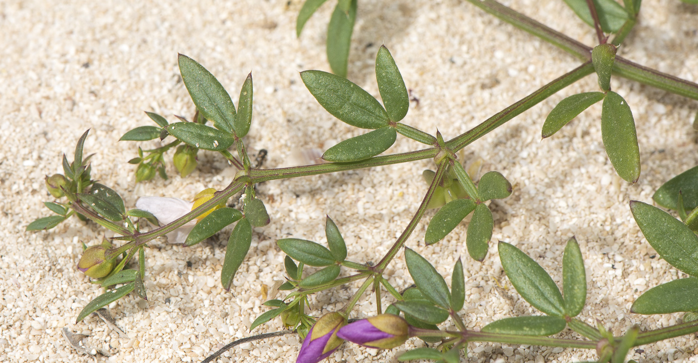 Image of Fagonia cretica specimen.